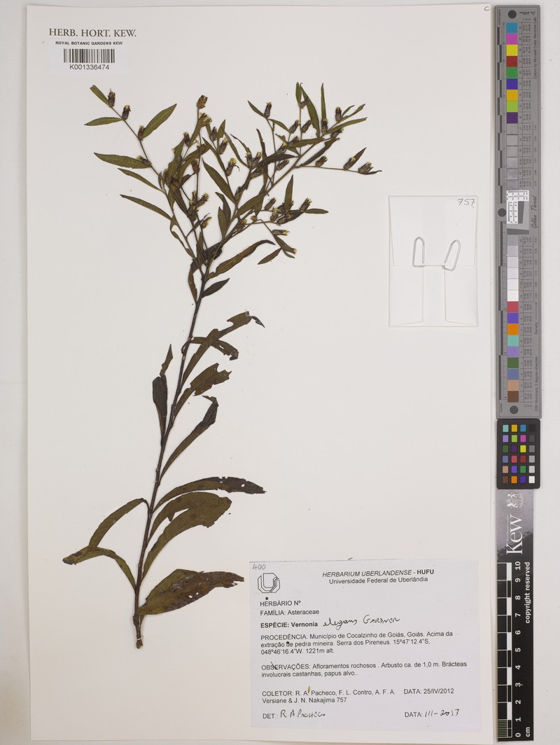 Lessingianthus elegans photo 3
