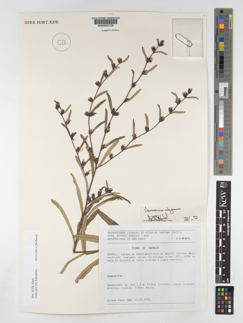 Lessingianthus elegans photo 4