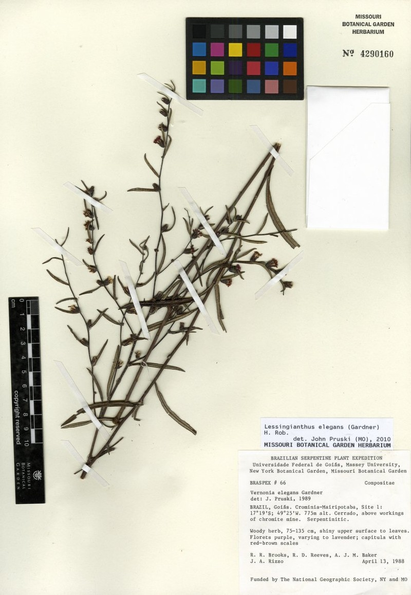 Lessingianthus elegans photo 5