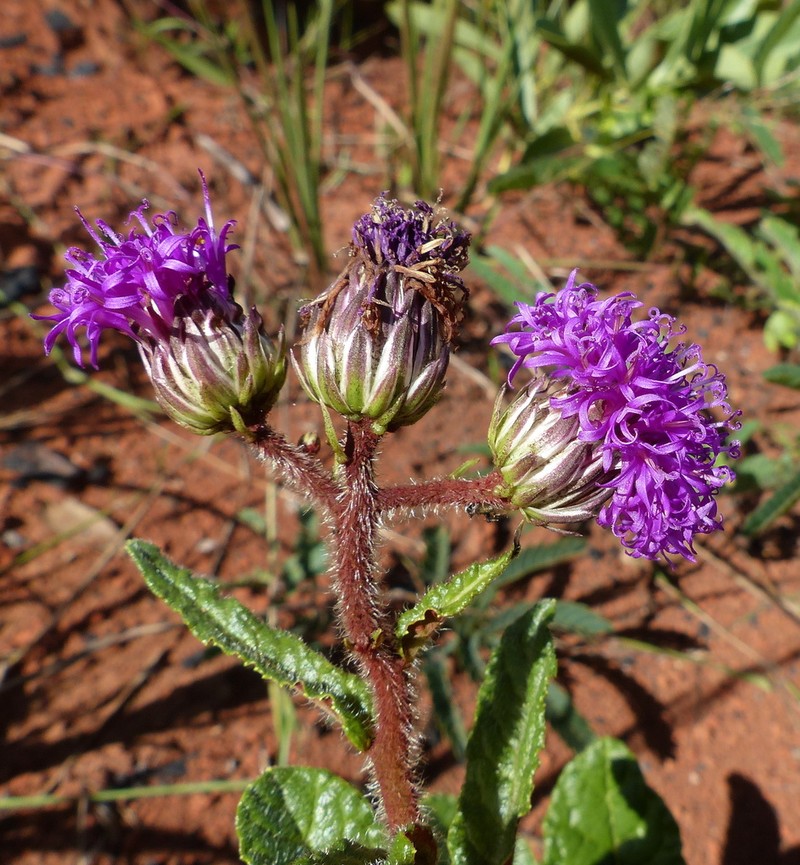 Lessingianthus erythrophilus photo 2