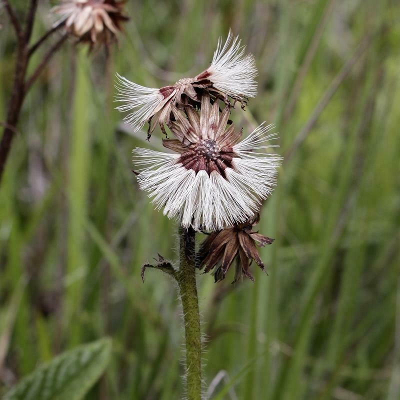 Lessingianthus erythrophilus photo 3