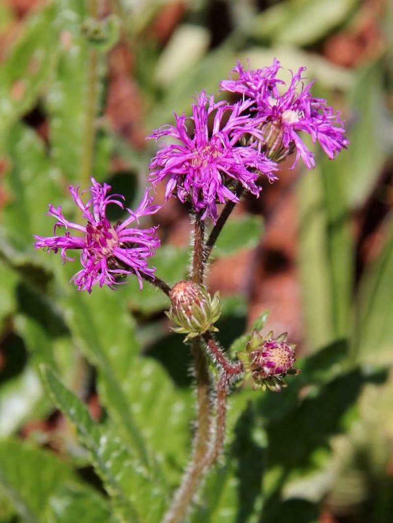 Lessingianthus erythrophilus photo 5