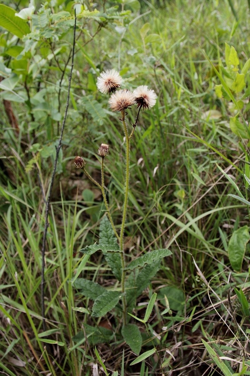 Lessingianthus erythrophilus photo 7