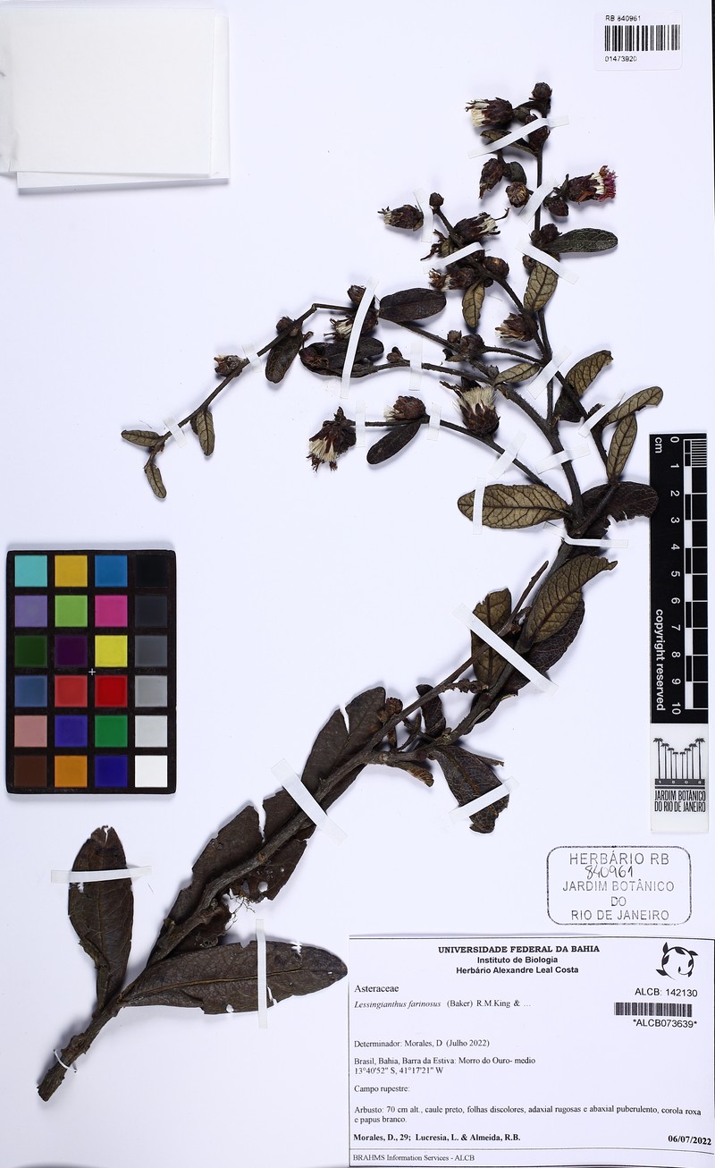 Lessingianthus farinosus