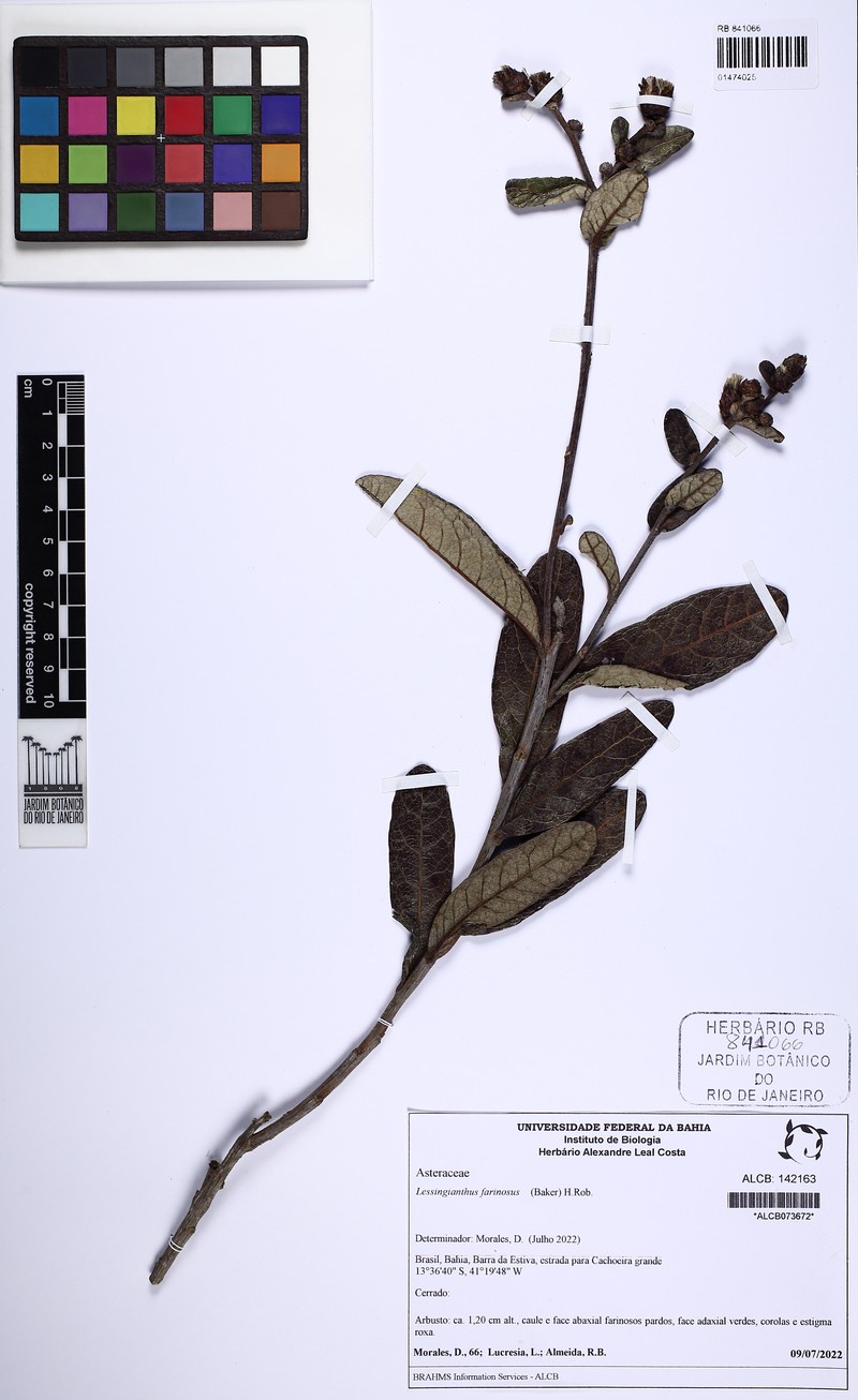 Lessingianthus farinosus photo 2