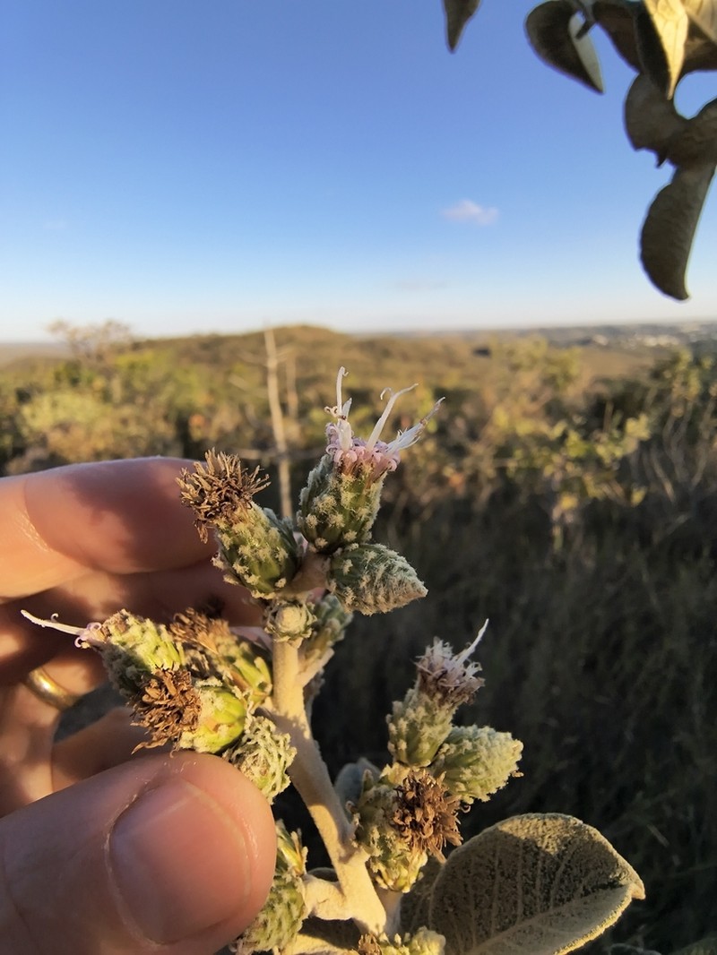 Lessingianthus floccosus