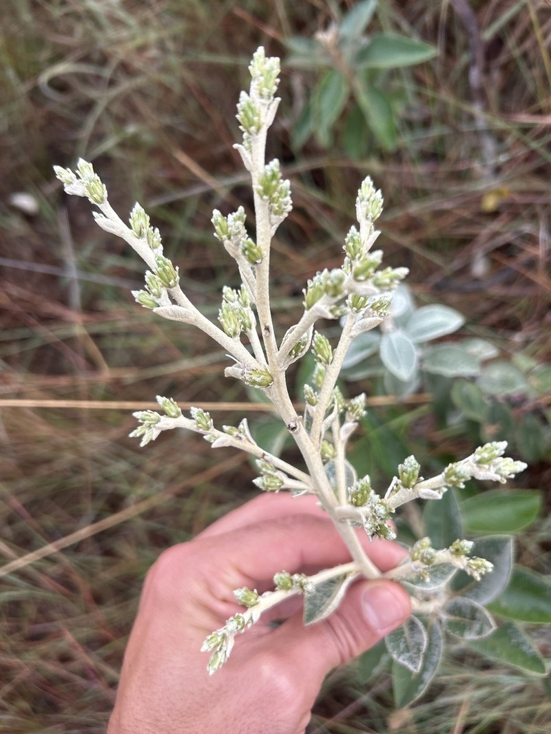 Lessingianthus floccosus photo 2