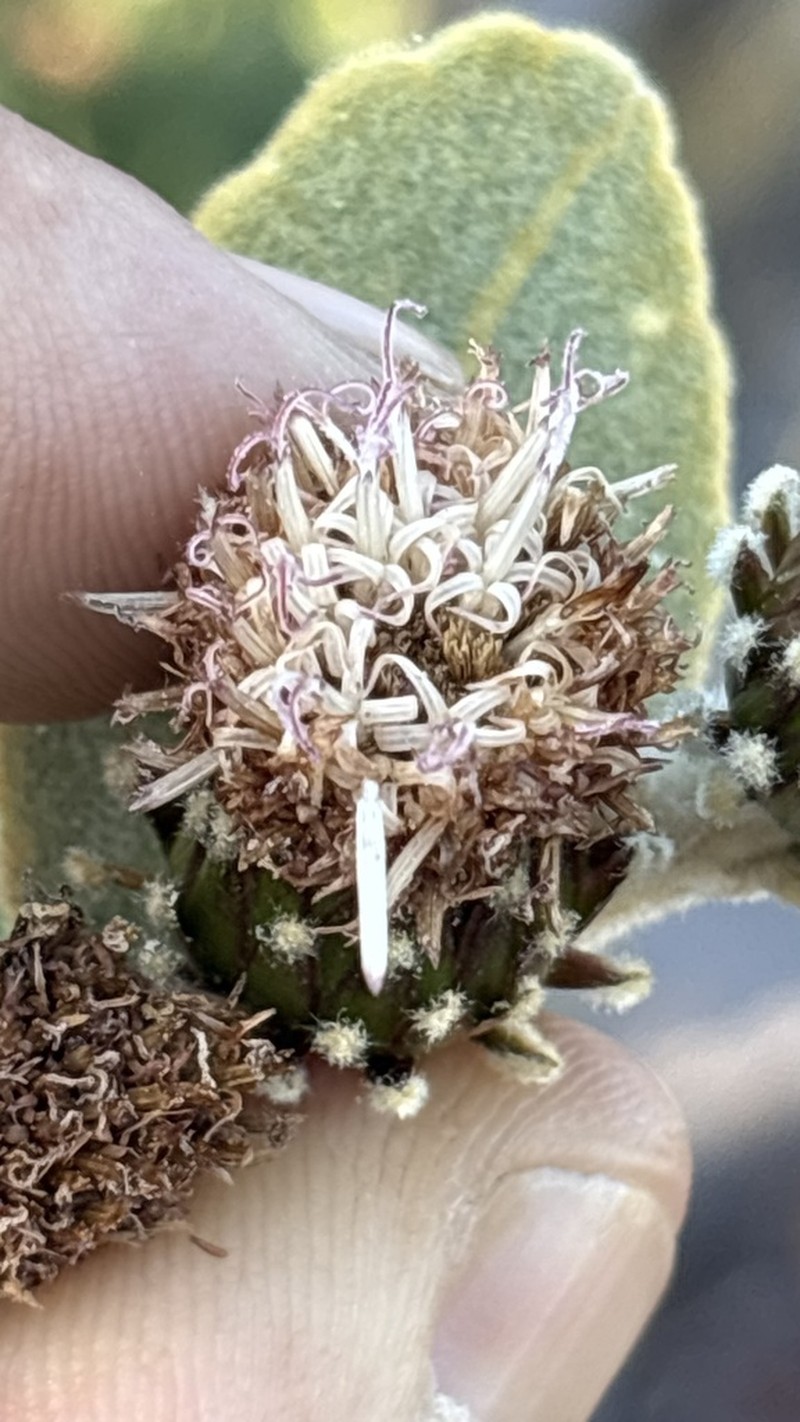 Lessingianthus floccosus photo 3