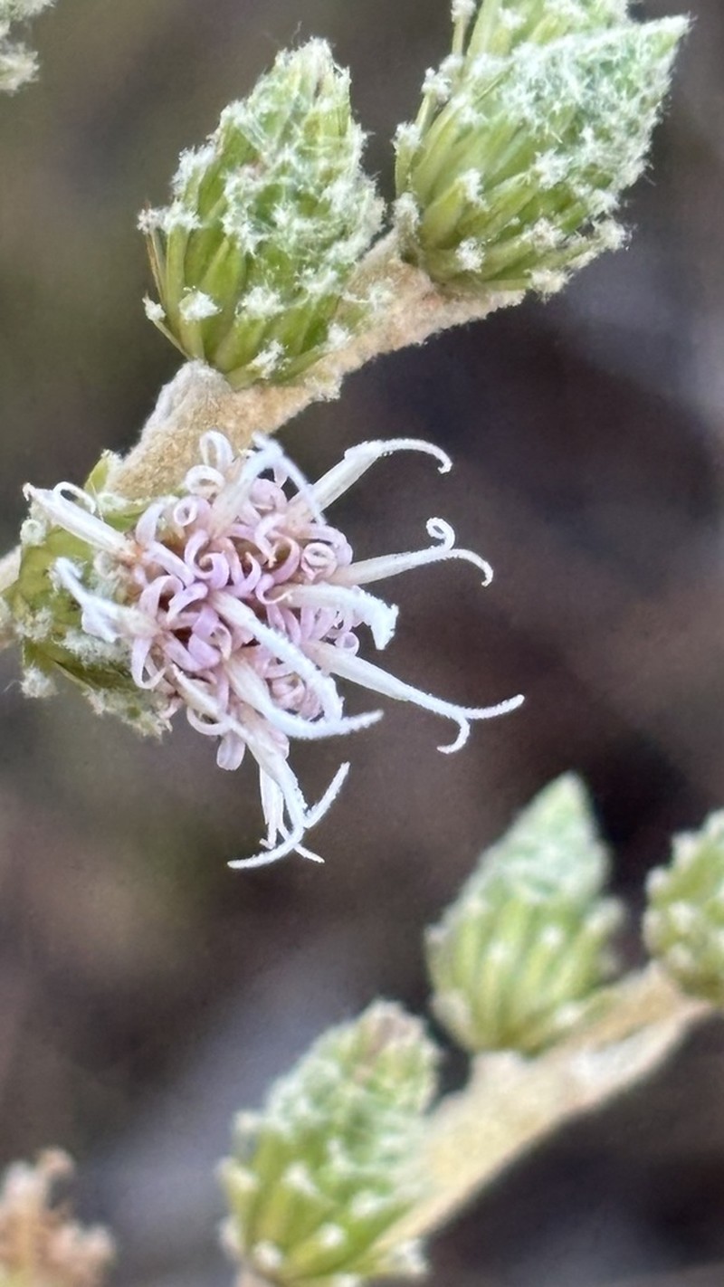 Lessingianthus floccosus photo 4