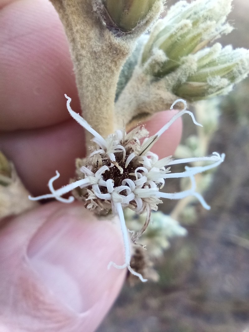 Lessingianthus floccosus photo 5