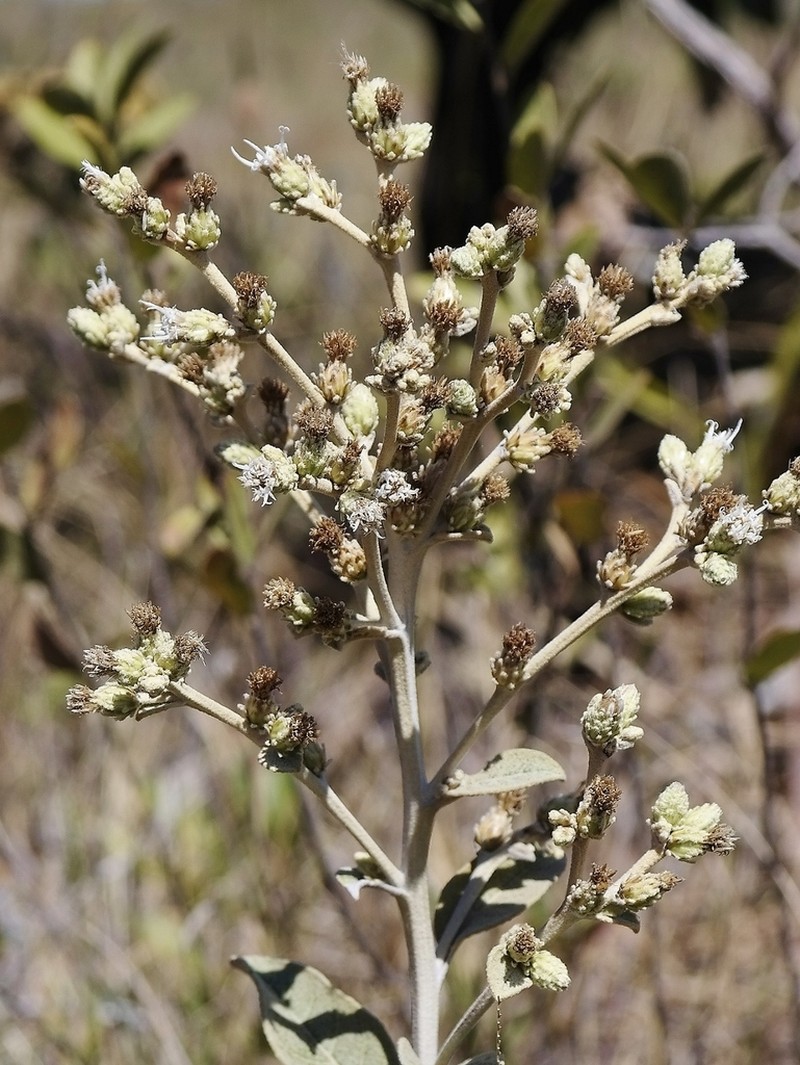 Lessingianthus floccosus photo 6