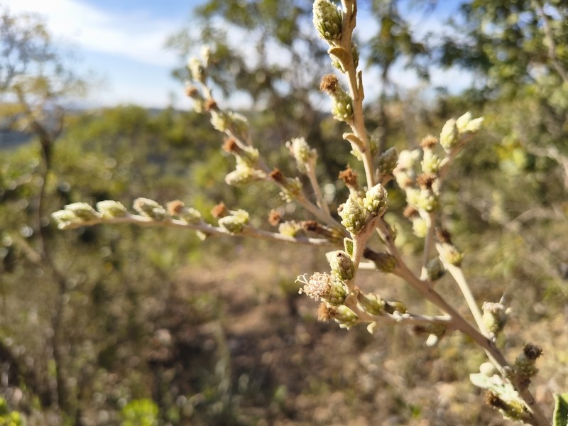 Lessingianthus floccosus photo 7