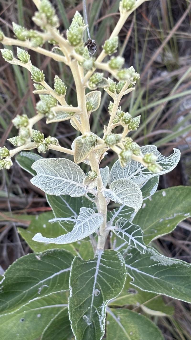 Lessingianthus floccosus photo 8