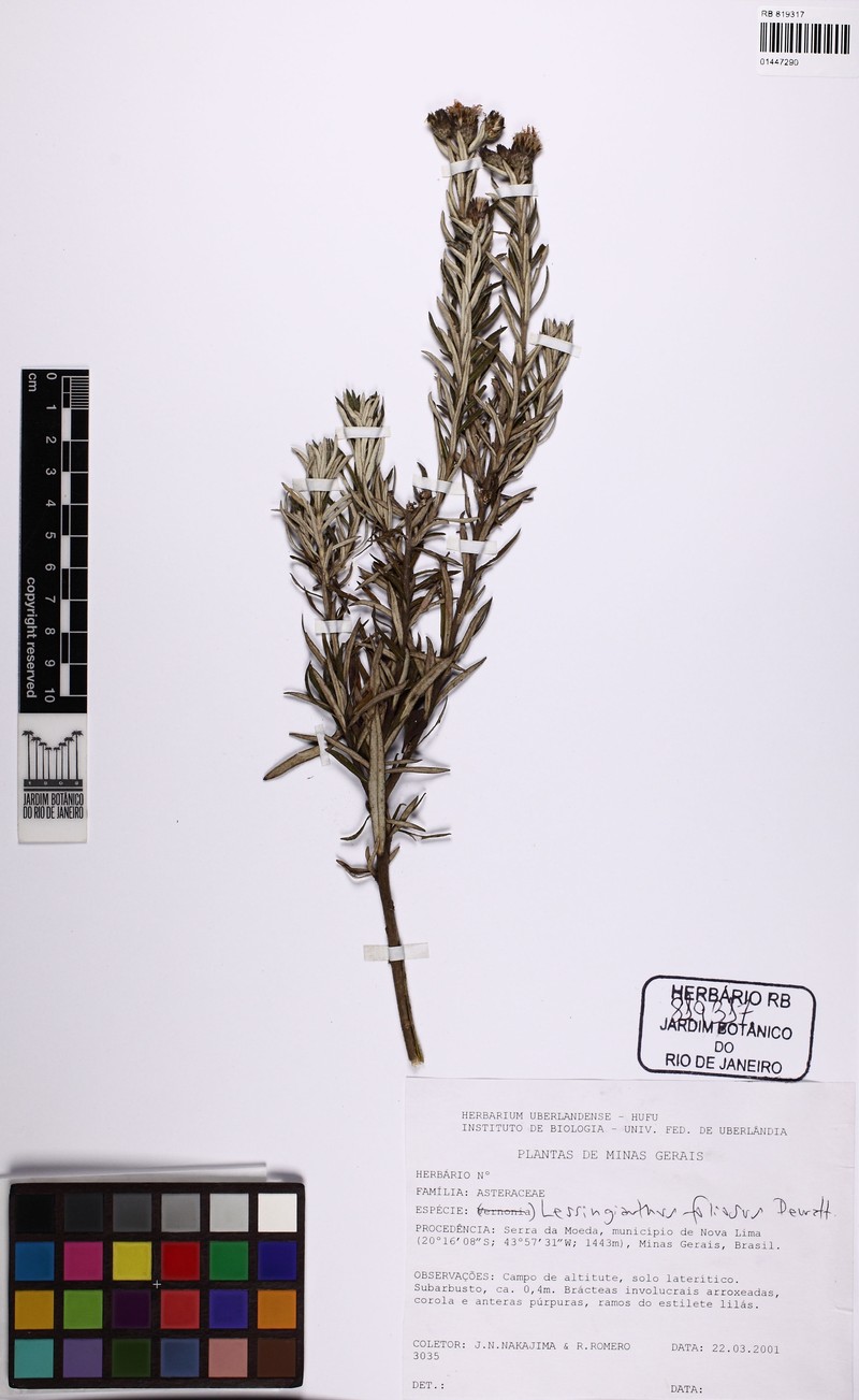Lessingianthus foliosus