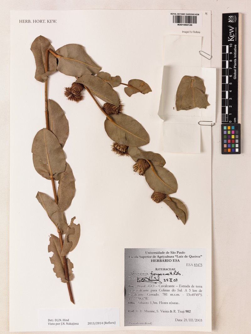 Lessingianthus fonsecae
