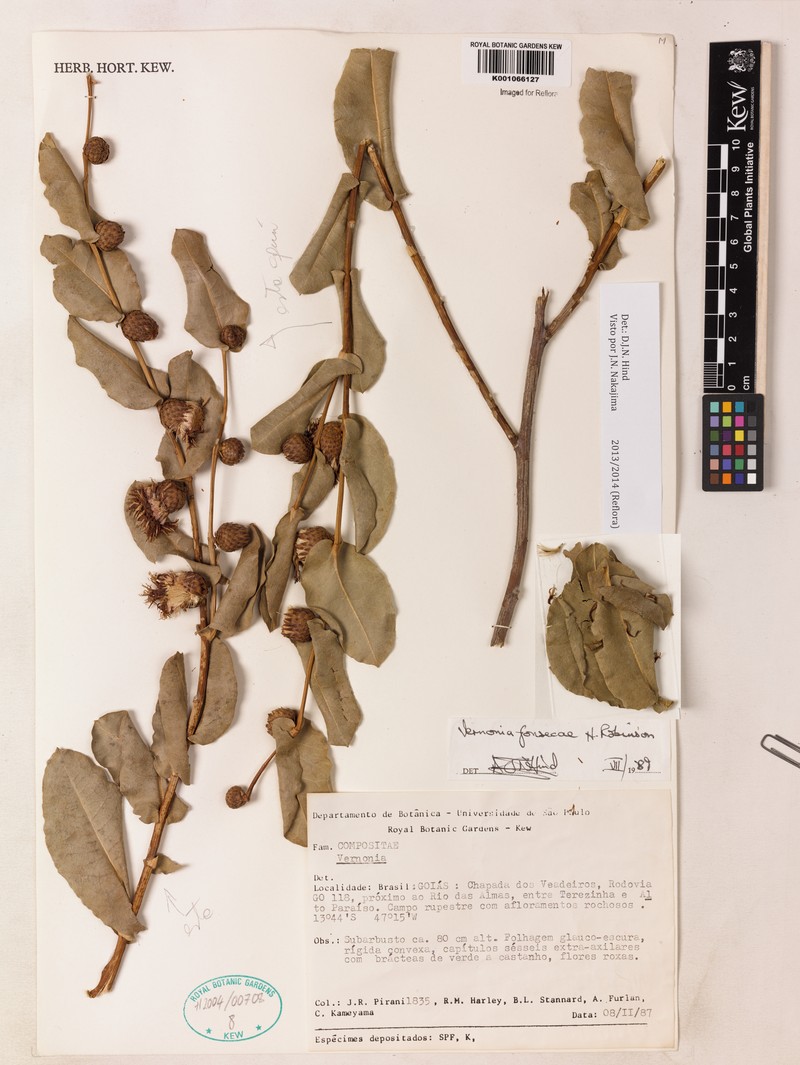 Lessingianthus fonsecae photo 2