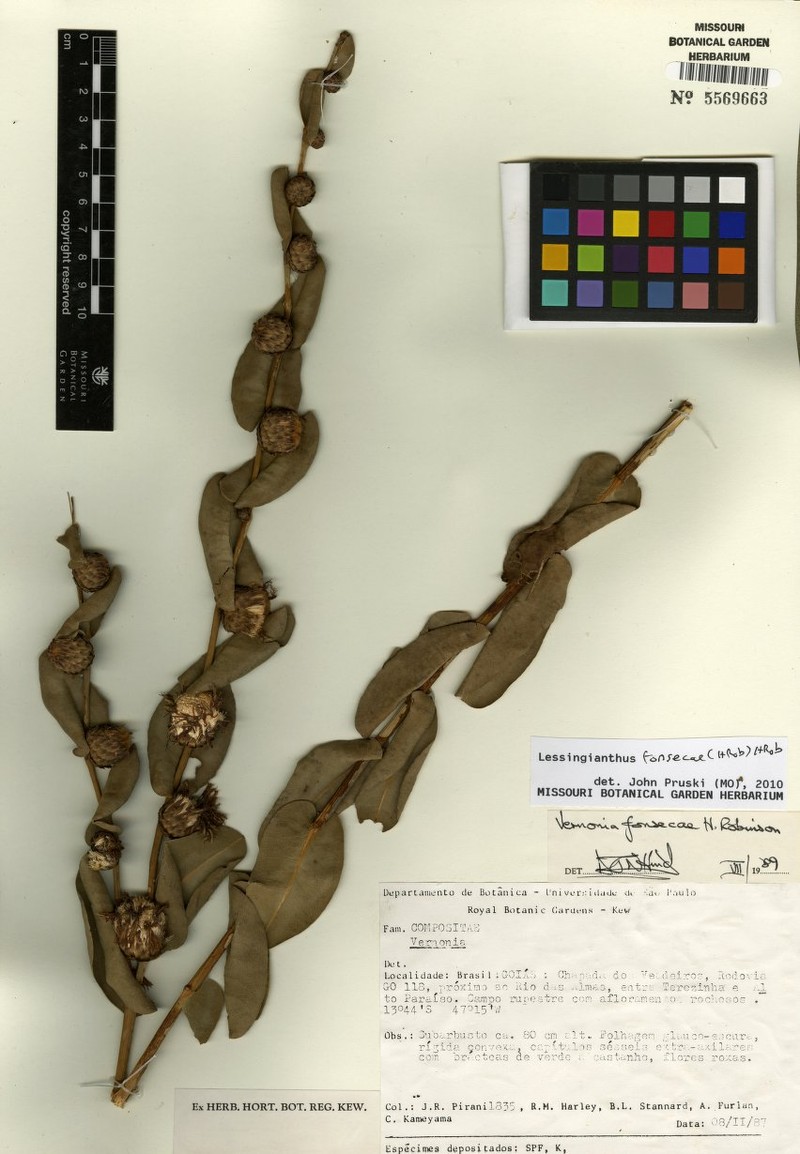 Lessingianthus fonsecae photo 3