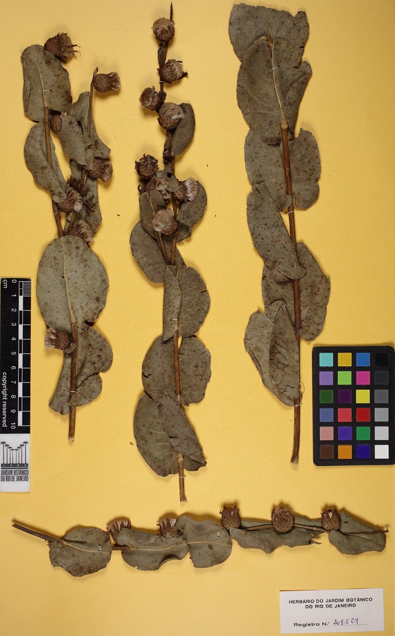 Lessingianthus fonsecae photo 4