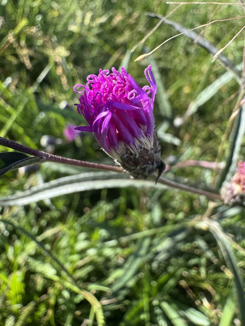 Lessingianthus glabratus