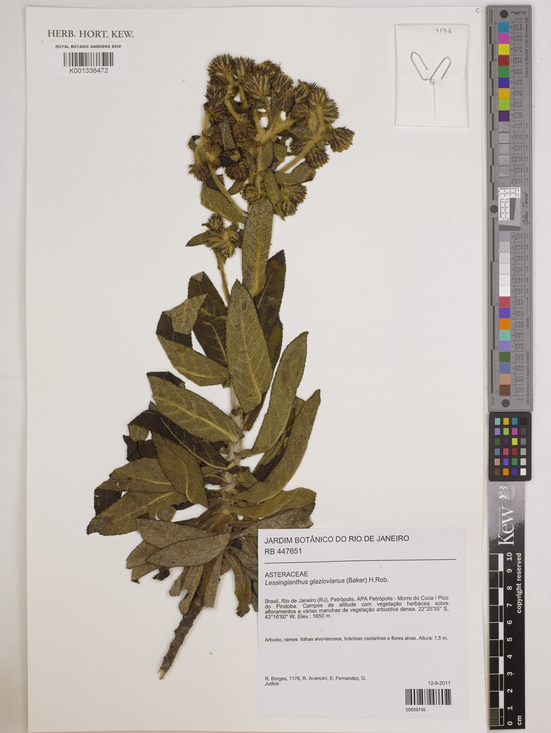 Lessingianthus glaziovianus