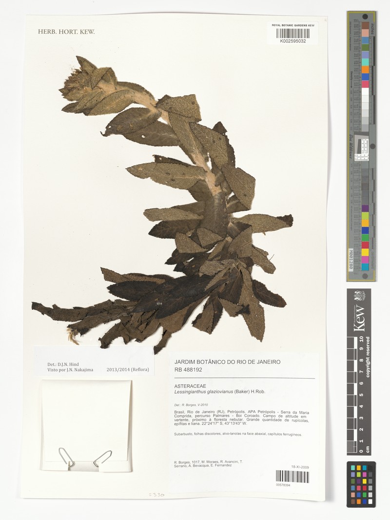 Lessingianthus glaziovianus photo 2