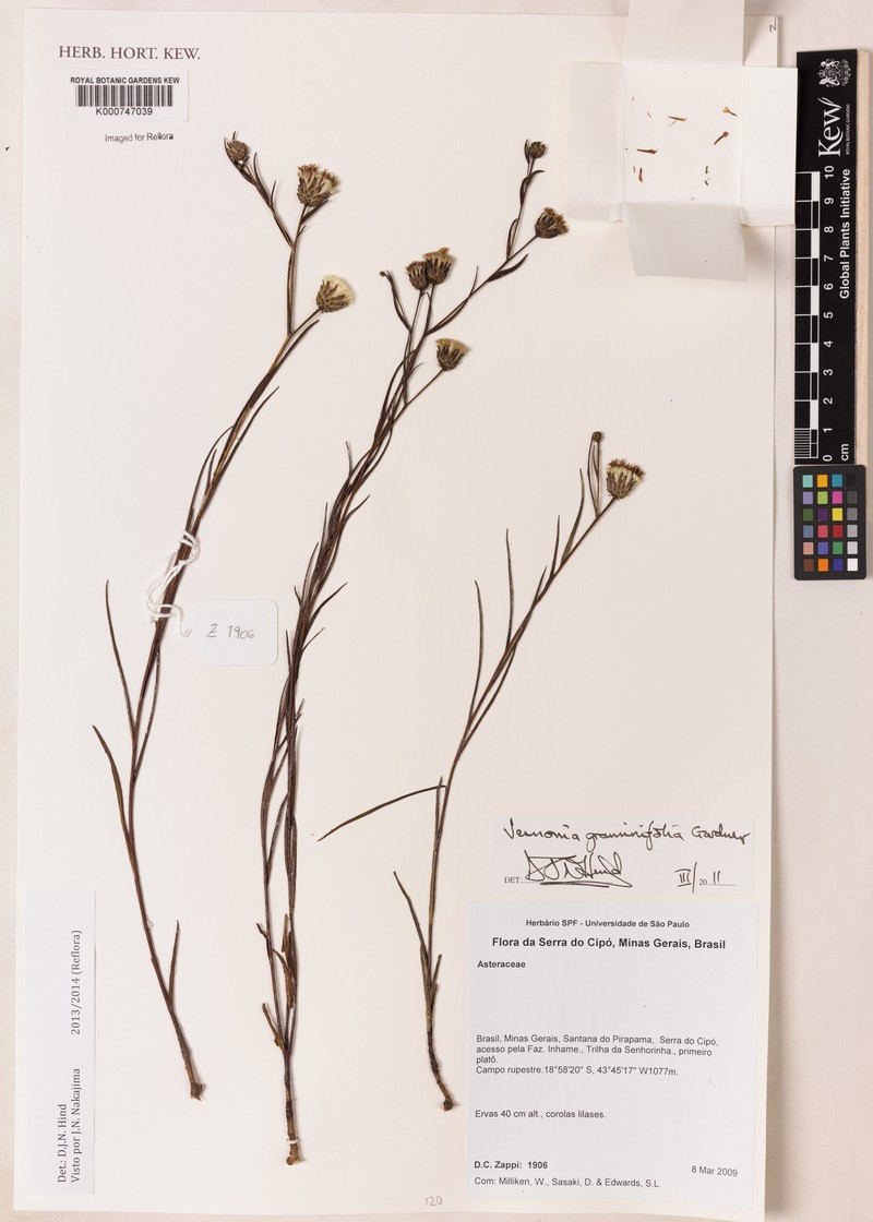 Lessingianthus graminifolius