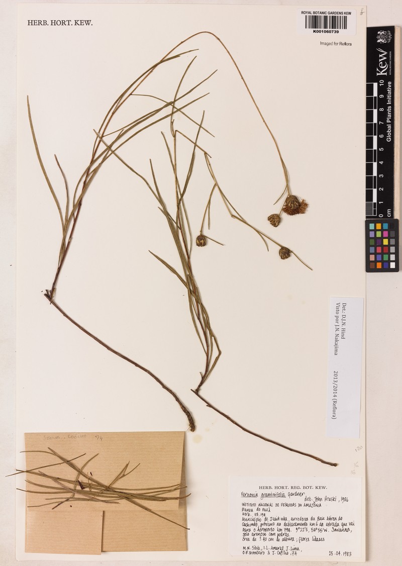 Lessingianthus graminifolius photo 2