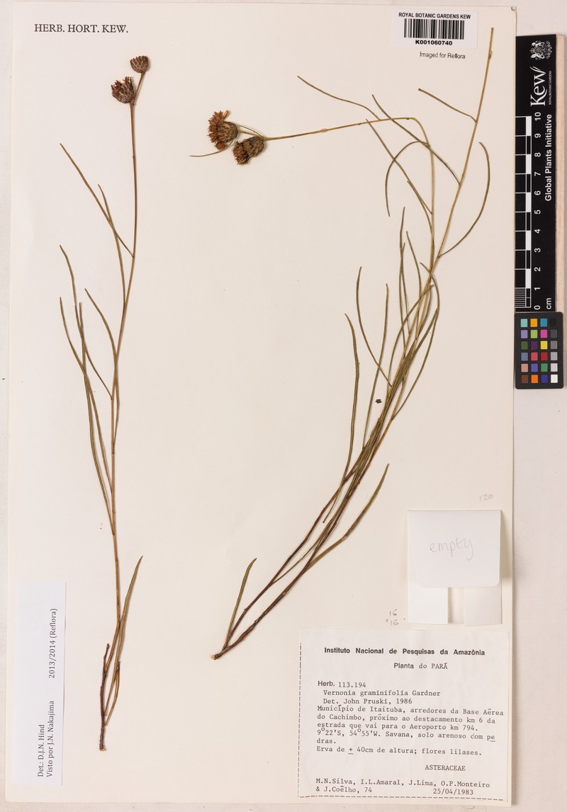 Lessingianthus graminifolius photo 3