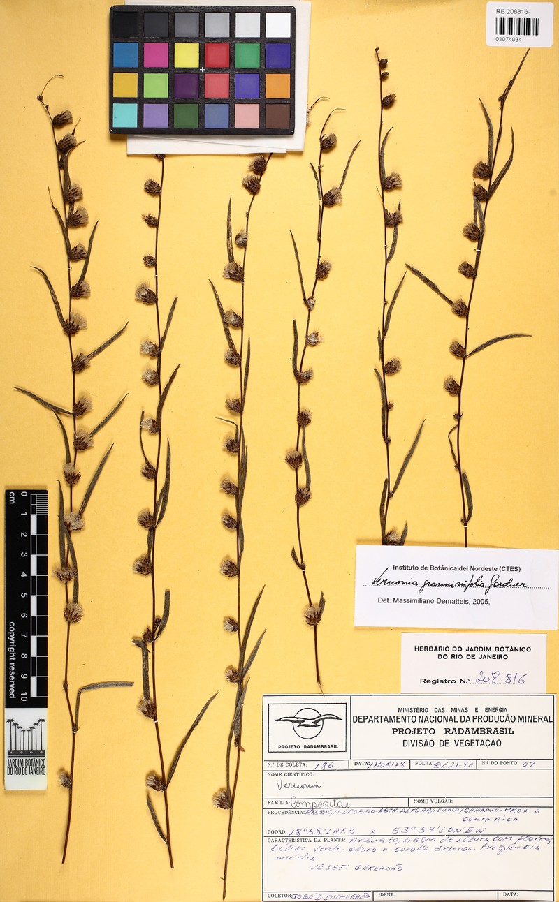 Lessingianthus graminifolius photo 4