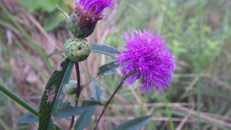 Lessingianthus grandiflorus photo 2