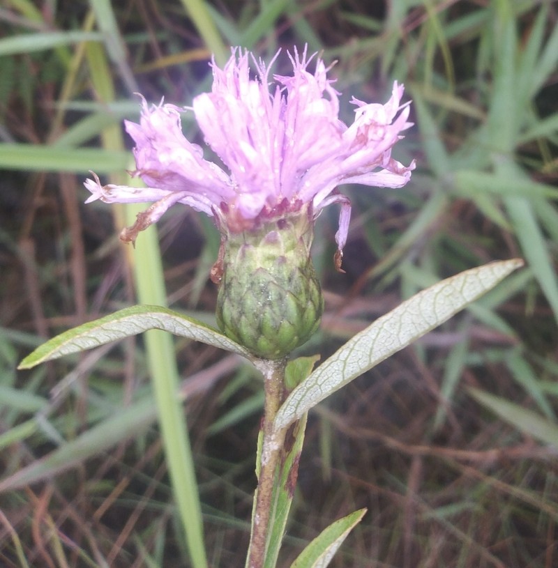 Lessingianthus grandiflorus photo 3