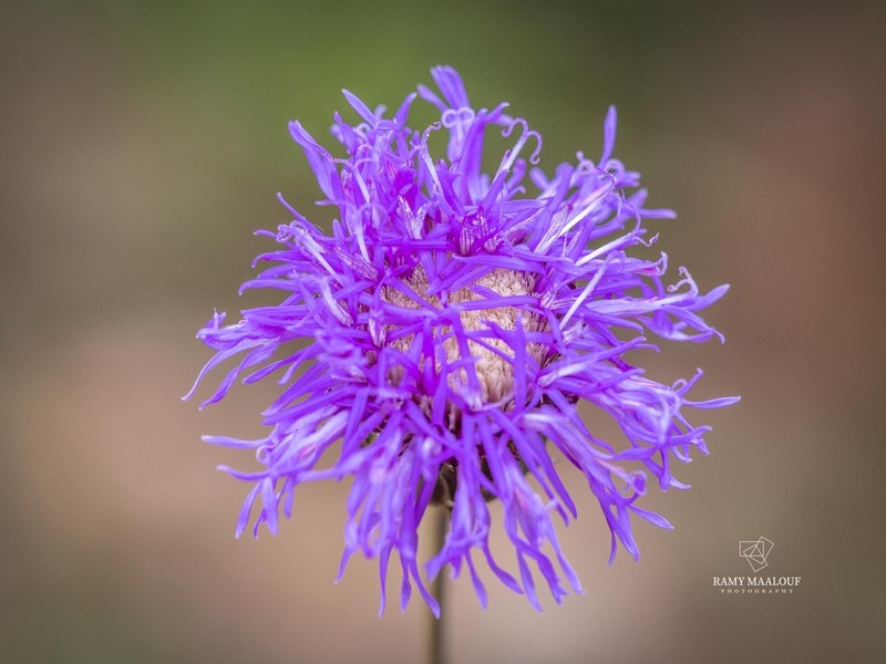 Lessingianthus grandiflorus photo 4