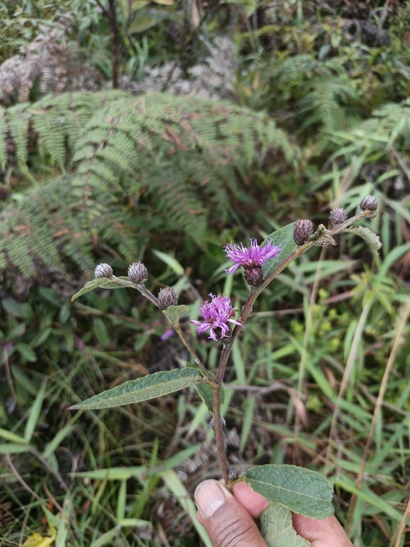 Lessingianthus grandiflorus photo 5