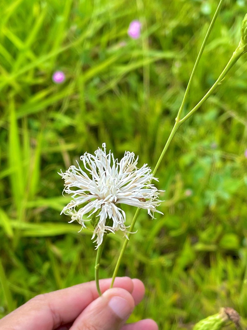 Lessingianthus grandiflorus photo 6