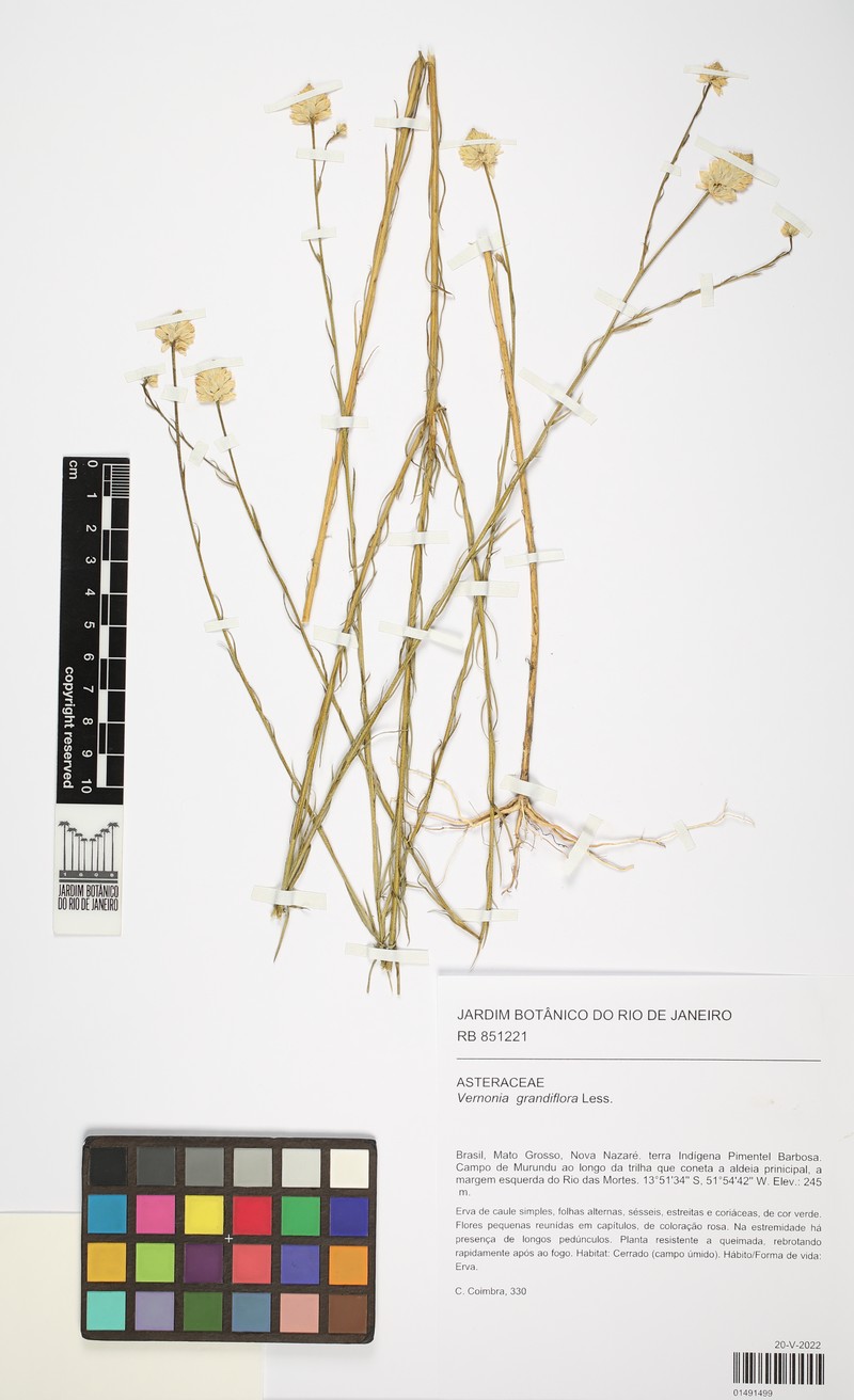 Lessingianthus grandiflorus photo 7