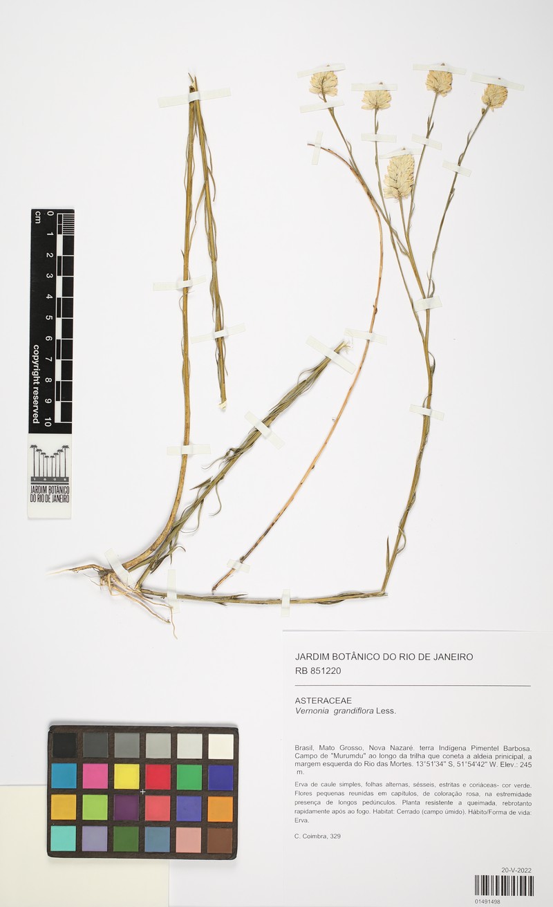Lessingianthus grandiflorus photo 8