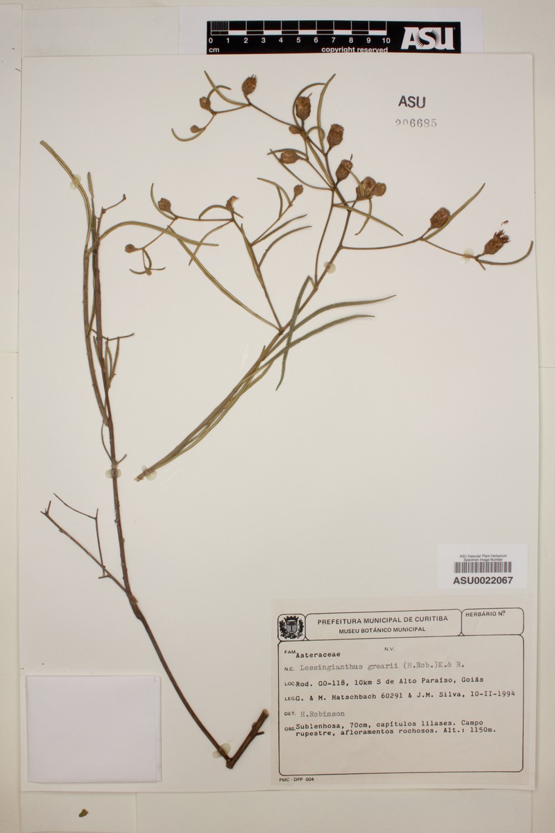 Lessingianthus grearii
