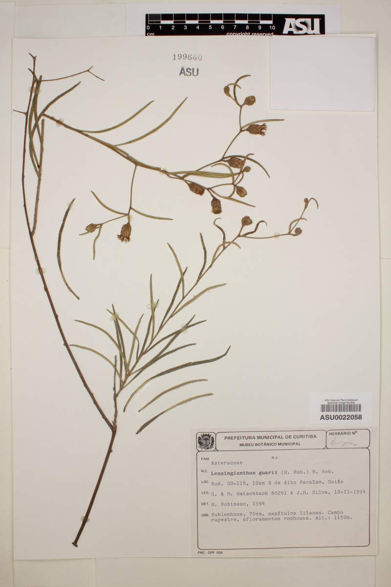 Lessingianthus grearii photo 2