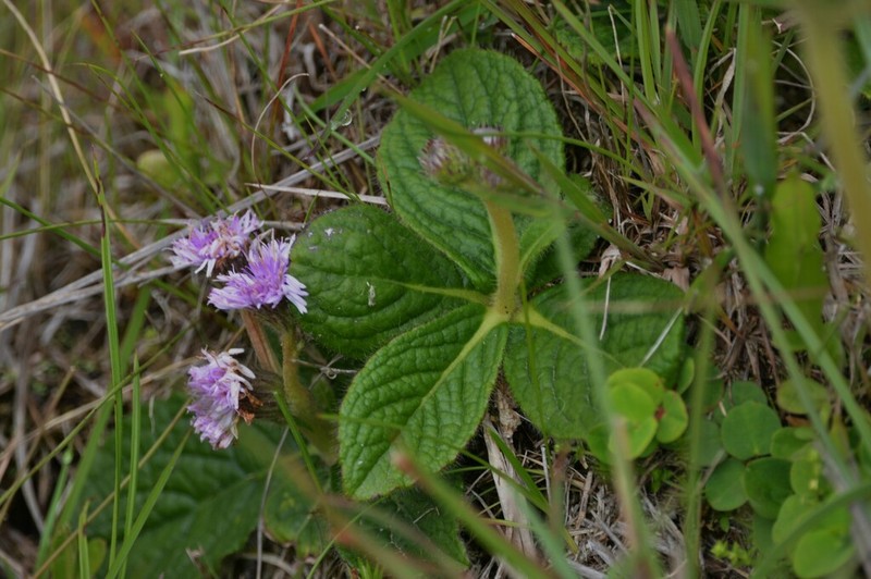 Lessingianthus hypochaeris