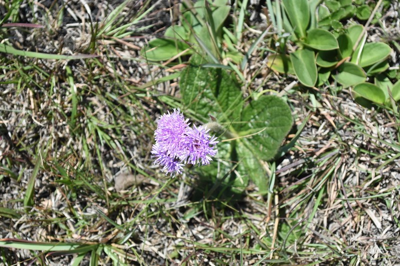 Lessingianthus hypochaeris photo 2