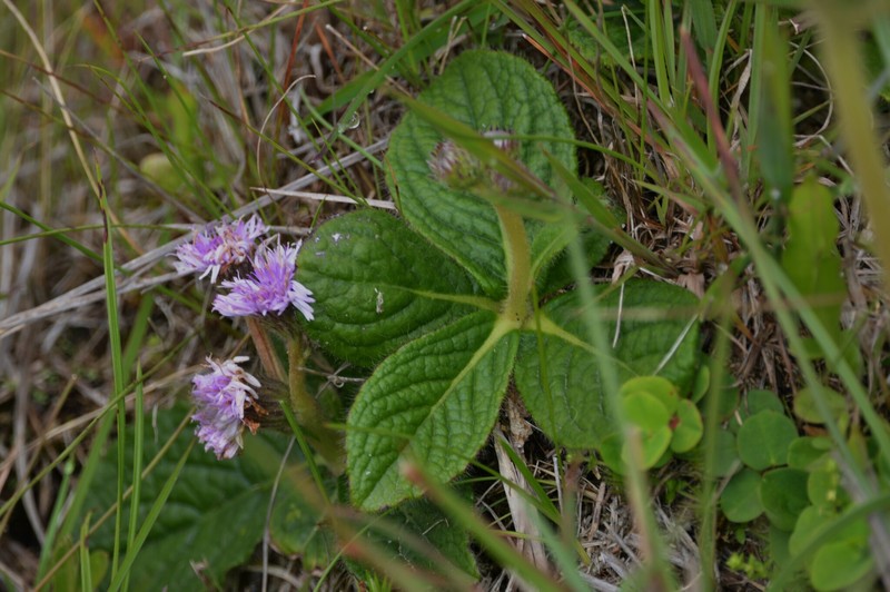 Lessingianthus hypochaeris photo 3