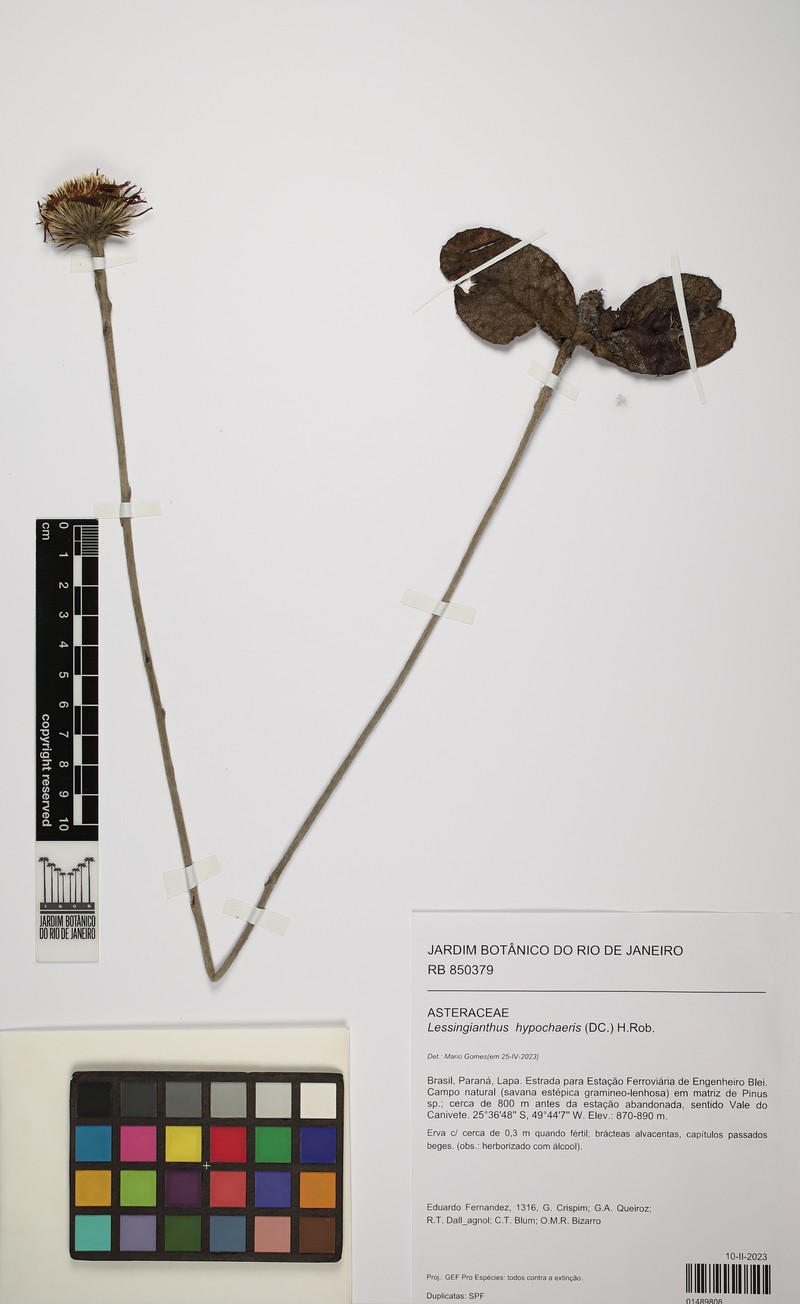 Lessingianthus hypochaeris photo 4