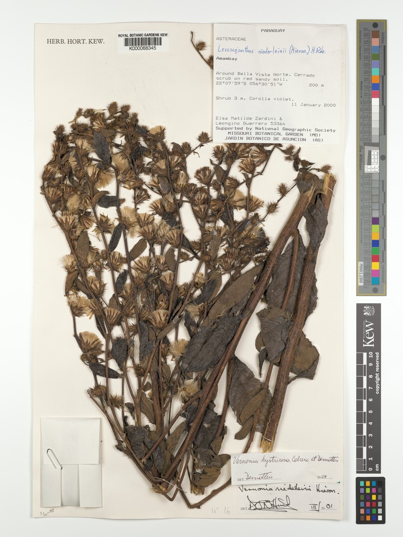 Lessingianthus hystricosus