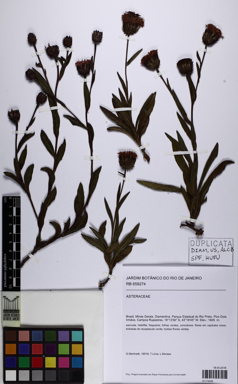 Lessingianthus ibitipocensis