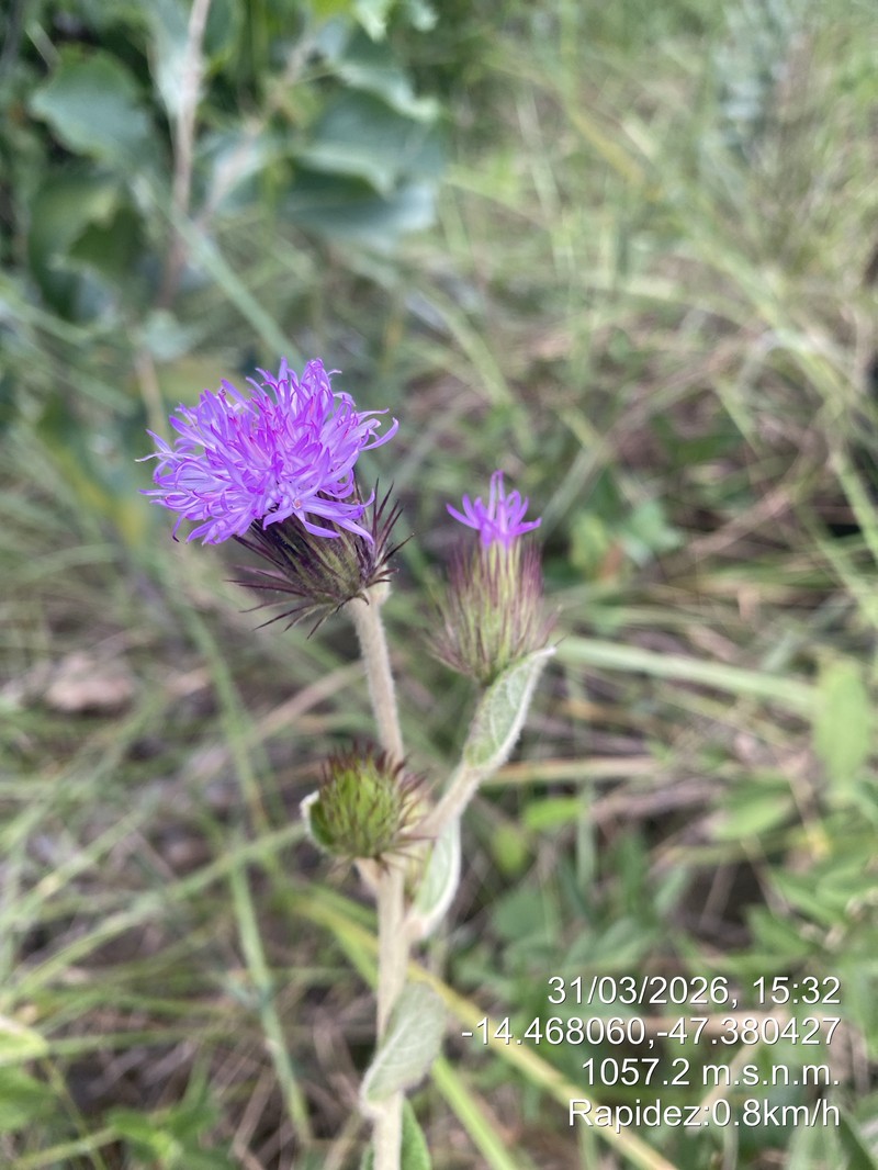 Lessingianthus irwinii photo 2