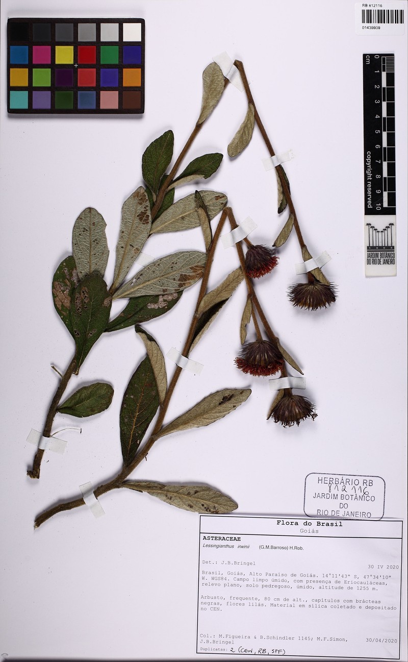 Lessingianthus irwinii photo 3