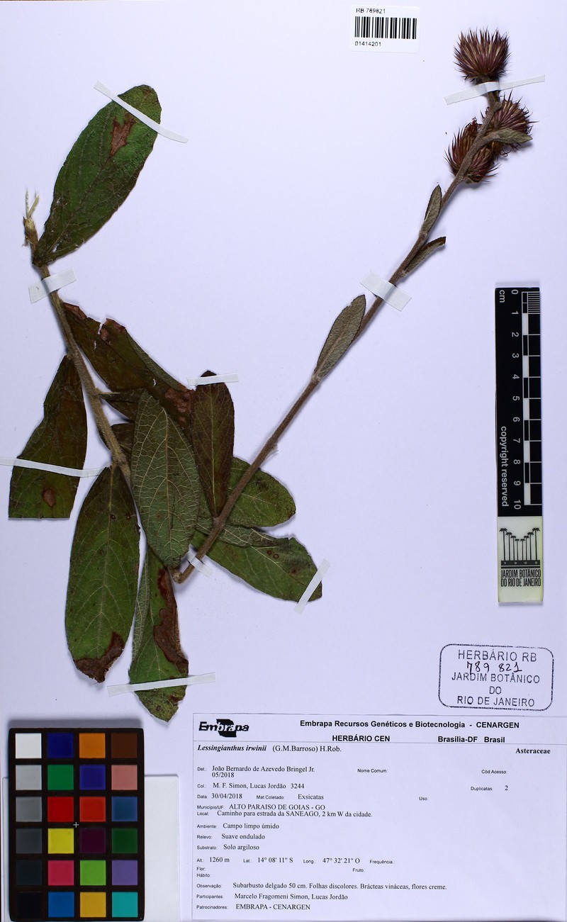 Lessingianthus irwinii photo 4