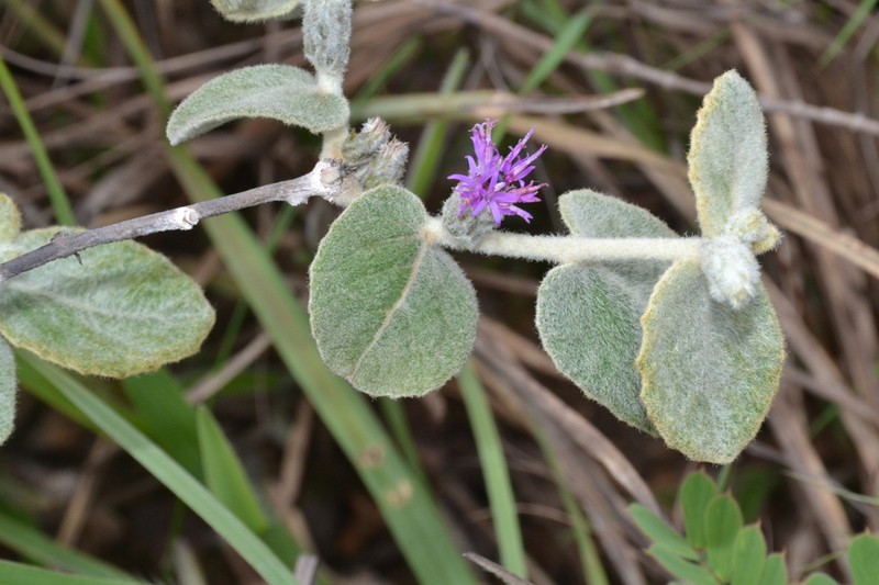 Lessingianthus lacunosus