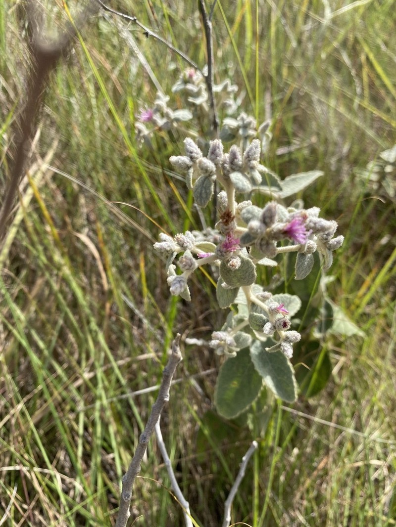 Lessingianthus lacunosus photo 2