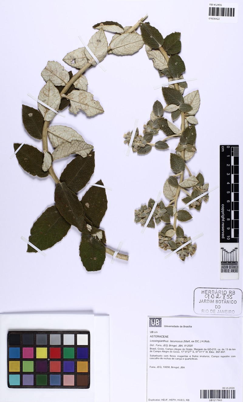 Lessingianthus lacunosus photo 4